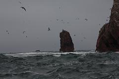 1189-Isole Ballestas,19 luglio 2013